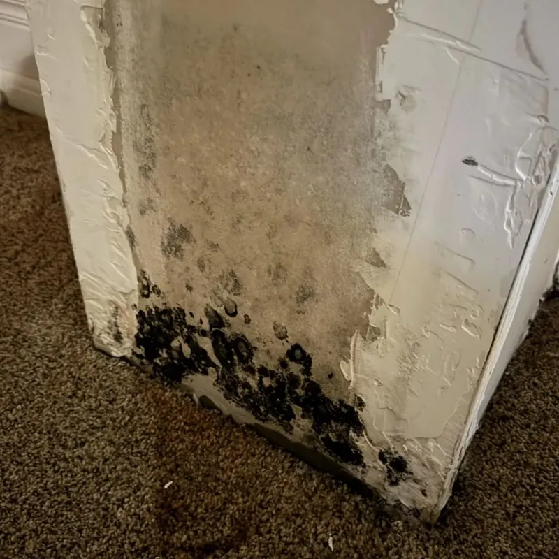 Professional Mold Removal in Harmon County, OK